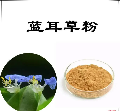蓝耳草提取物10：1比例提取，蓝耳草粉，蓝耳草提取液，蓝耳草浸膏，1公斤起订，包邮